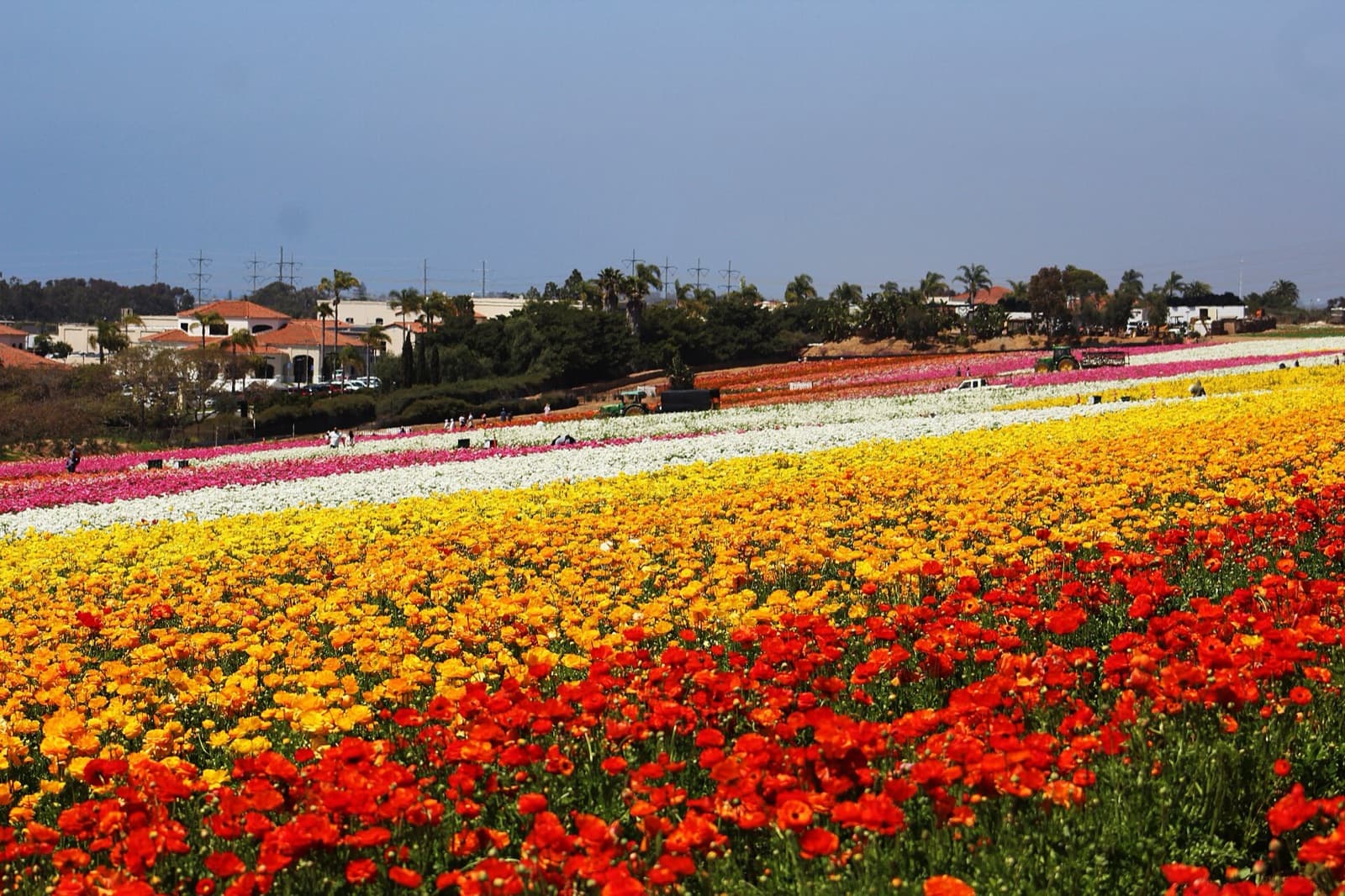 Bands of red, orange, yellow, white and pink ranunculus in bloom at The Flower Fields in Carlsbad.