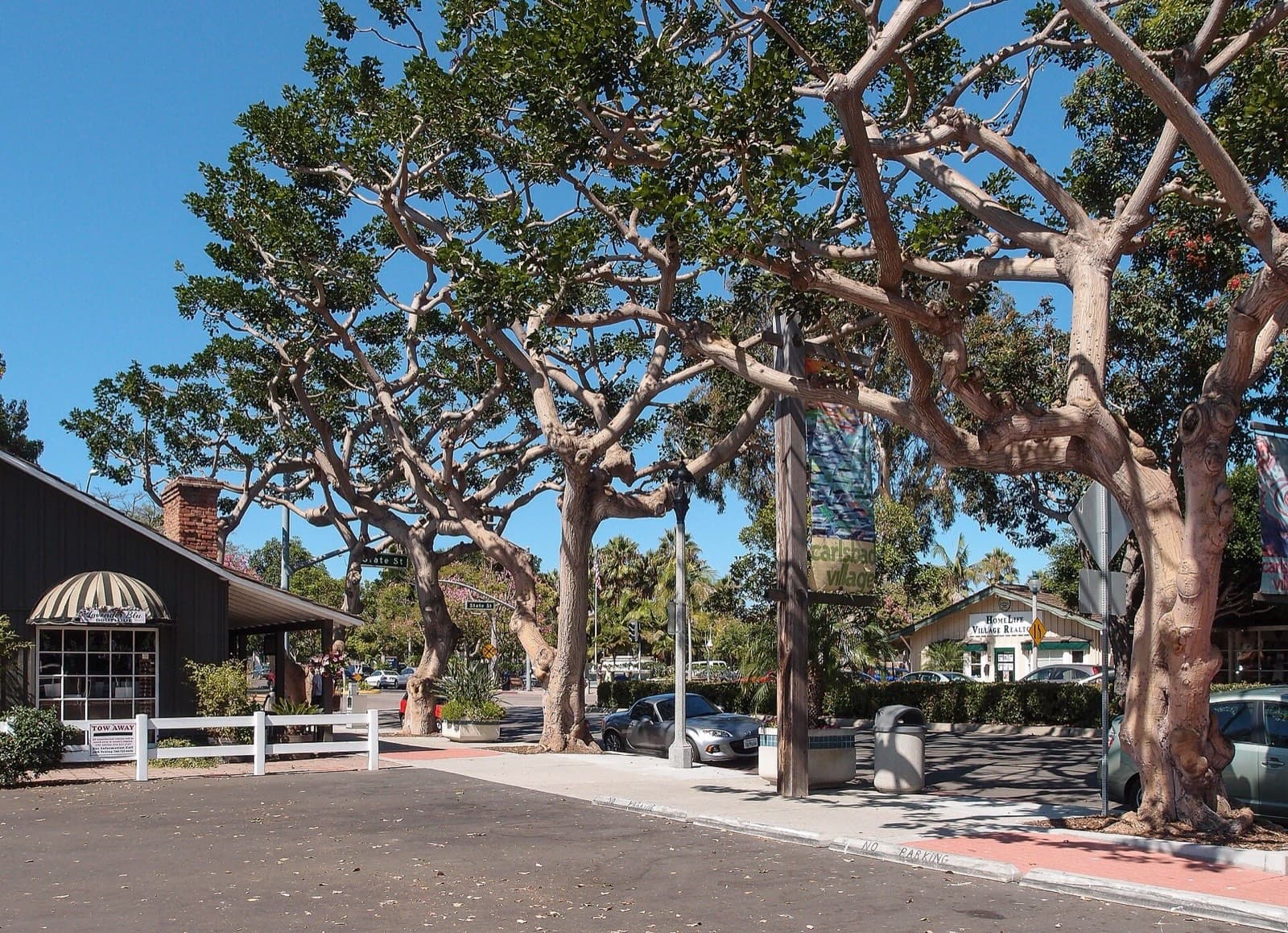 A Carlsbad Village street shaded by large mature trees, with a boutique, a real estate office and a village banner.